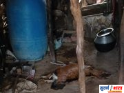 बिबट्याच्या हल्ल्यात तीन शेळ्या ठार ! ग्रामीण भागात बिबट्याची दहशत कायम