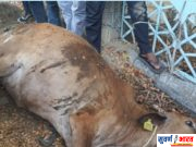 सामाजिक कार्यकर्त्यांनी गोमातेला दिले जीवदान