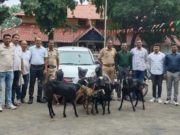 वरोरा पोलिसांची धडक कारवाई; बकरे चोरीचा २४ तासांत छडा पाच बकऱ्यांसह ५ लाख ७० हजारांचा मुद्देमाल जप्त; तीन आरोपी ताब्यात